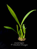Encyclia fragrans (Prosthechea fragrans)