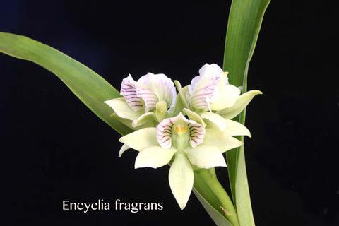 Encyclia fragrans (Prosthechea fragrans)