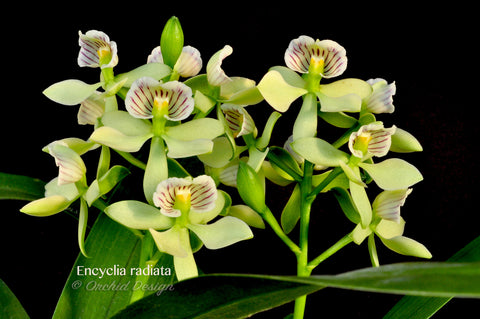 Encyclia radiata – Species – Fragrant - Orchid Design
