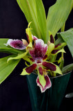 Galeopetalum Arlene Armour 'Conching' – Cool Orchid - Orchid Design