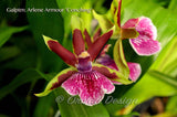 Galeopetalum Arlene Armour 'Conching' – Cool Orchid - Orchid Design