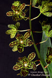 Grammatophyllum Broga Tiger – Specimen, Fragrant, in spikes
