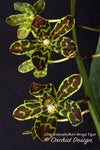 Grammatophyllum Broga Tiger – Specimen, Fragrant, in spikes