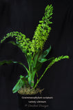Giant Grammatophyllum scriptum variety citrinum – Super Fragrant - Orchid Design