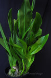 Giant Grammatophyllum scriptum variety citrinum – Super Fragrant - Orchid Design