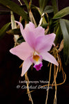 Laelia anceps 'Musia' – Peachy pink