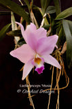 Laelia anceps 'Musia' – Peachy pink