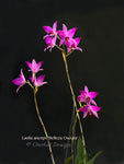 Laelia anceps 'Belleza Oscura' spectacular blooms for Holiday! - Orchid Design