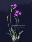 Laelia anceps 'Belleza Oscura' spectacular blooms for Holiday! - Orchid Design