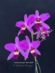 Laelia anceps 'Best Bell'