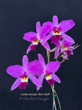 Laelia anceps 'Best Bell'