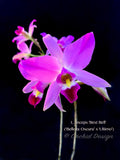 Laelia anceps 'Best Bell'