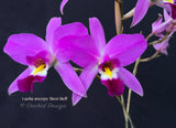 Laelia anceps 'Best Bell'