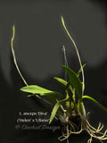 Laelia anceps 'Diva' – Very nice shape! - Orchid Design