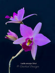 Laelia anceps 'Diva' – Very nice shape! - Orchid Design