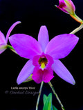 Laelia anceps 'Diva' – Very nice shape! - Orchid Design