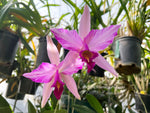 Laelia anceps 'Flaming Passion' spectacular Feathered!