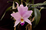 Laelia anceps 'Musia' – Peachy pink