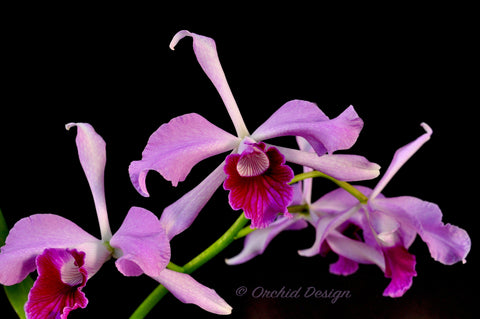 Cattleya – Page 2 – Orchid Design
