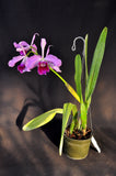 Cattleya (Laelia) purpurata variety sanguinea – Fragrant - Orchid Design