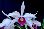 Cattleya (Laelia) purpurata fma. Roxo-Violeta – Fragrant! - Orchid Design
