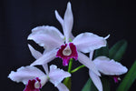 Cattleya (Laelia) purpurata fma. Roxo-Violeta – Fragrant! - Orchid Design