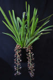 Cymbidium aloifolium var. simulans – Cascading, Fragrant - Orchid Design