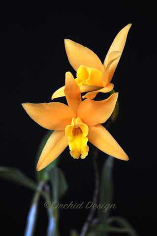 Laelia Canariensis 'Golden Glow' CCM/AOS - Orchid Design