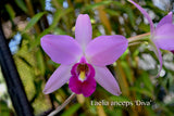 Laelia anceps 'Diva' – Very nice shape! - Orchid Design