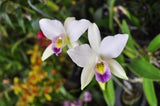 Laelia anceps var. coerulea 'Blue' – RARE - Orchid Design