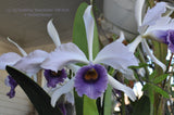 Lc. C.G. Roebling var. coerulea 'Beechview' AM/AOS – Fragrant - Orchid Design