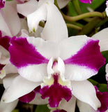 Lc. Purple Cascade 'Sweet Beauty' – Fragrant