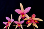Lc. Santa Barbara Sunset 'Showtime' HCC, CCE/AOS - Orchid Design