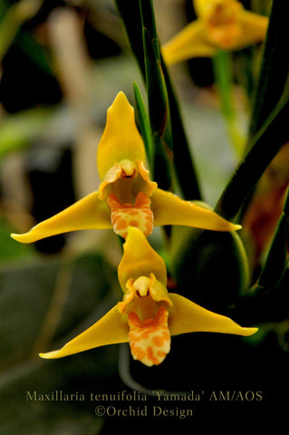 Maxillaria tenuifolia Flavescens 'Yamada' AM/AOS – Yellow Coconut fragrant! - Orchid Design