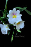 Miltoniopsis Rene Komoda 'Pacific Clouds' - Orchid Design