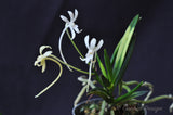 Neofinetia falcata – Samurai Orchid – Jasmin Fragrant! - Orchid Design