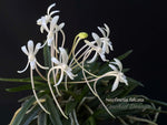 Neofinetia falcata – Samurai Orchid – Jasmin Fragrant! - Orchid Design