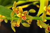 Cymbidium Pee Wee 'Herman' – Fragrant - Orchid Design