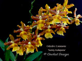 Odontocidium Catatante 'Sunny Kalapana' – Floriferous!