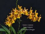 Odontocidium Catatante 'Sunny Kalapana' – Floriferous!