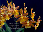 Odontocidium Catatante 'Sunny Kalapana' – Floriferous!