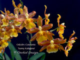 Odontocidium Catatante 'Sunny Kalapana' – Floriferous!