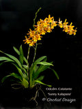 Odontocidium Catatante 'Sunny Kalapana' – Floriferous!