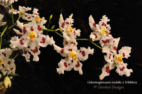 Odontoglossum (nobile x Tribbles) - Orchid Design