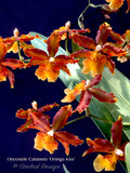 Oncostele Catatante 'Orange Kiss' – Floriferous - Orchid Design