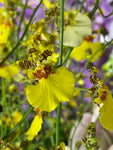 Oncidium Gower Ramsey 'TOW' – Floriferous