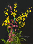 Oncidium Gower Ramsey 'TOW' – Floriferous