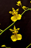 Oncidium Gower Ramsey 'Lemon Heart' AM/AOS - Orchid Design