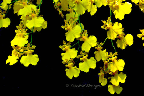 Oncidium Gower Ramsey 'Lemon Heart' AM/AOS - Orchid Design