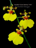 Oncidium Gower Ramsey 'TOW' – Floriferous